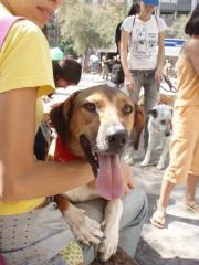 SESIN FOTOGRFICA: perros del refugio en los sitios ms emblemticos de Granada