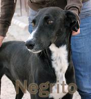 Our Negrito needs our helps urgently!
