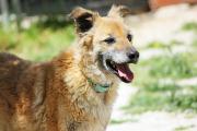 Severino - our good old friend wants a loving home!