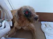 This poor dog urgently needs our help!
