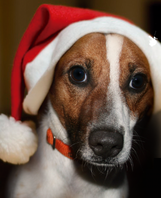 Nuestros perros os desean Feliz Navidad