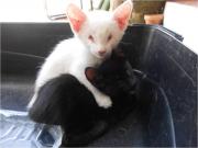 2 blind little kittens are hoping for their chance...