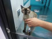 MIERCOLES, a siamese granadian stray cat is waiting for a home