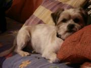 This littel dog, abandoned in Granada, seeks for a new home