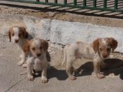 Three little puppies are searching for the sense of life!