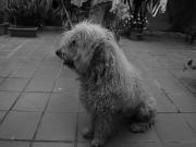 Ha aparecido su dueo!!  Encontrado perro de aguas color blanco en Granada