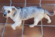 This 5 - 6 year old dog was found in Belicena, Granada