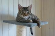 AMAPOLA, Katze verlorengegangen in Peligros, Granada